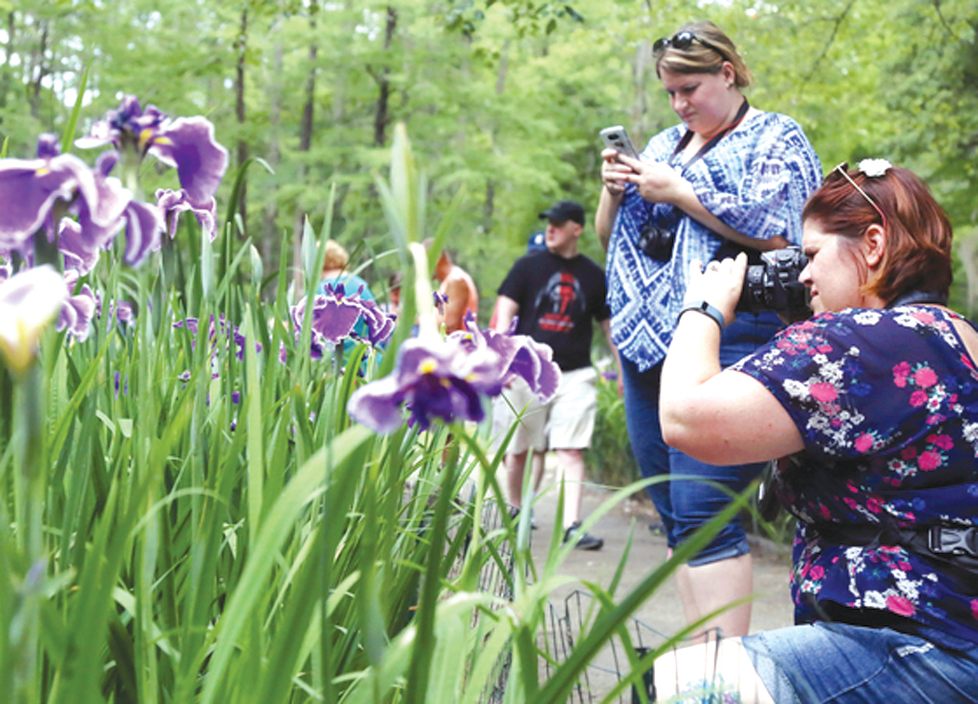 Sumter S Iris Festival Events Begin Thursday With Taste At The