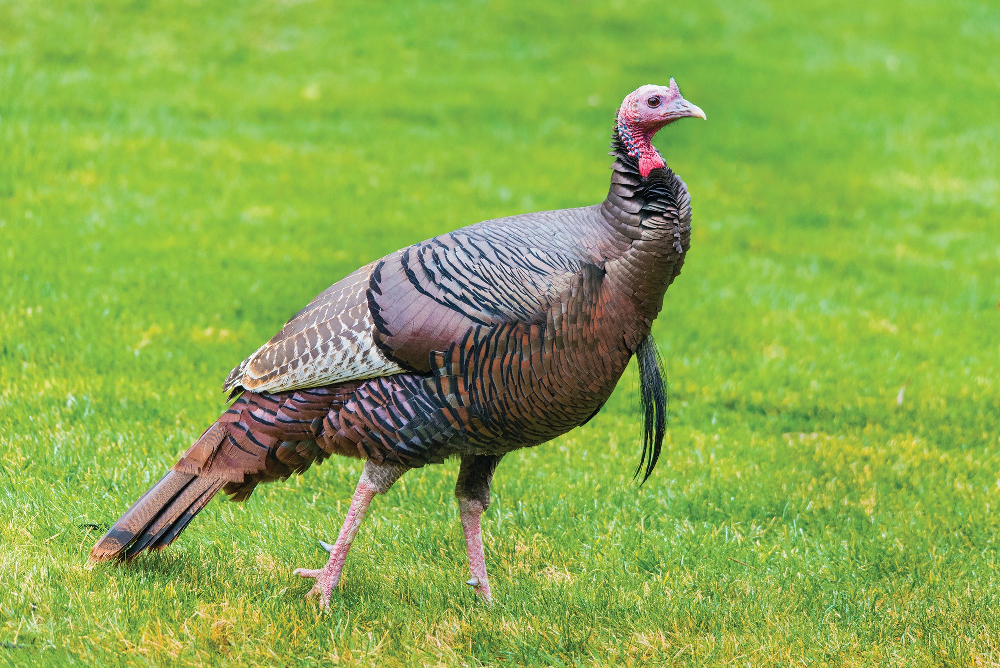Outdoors Columnist Dan Geddings The Wild Turkey The Sumter Item